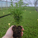 Box (Buxus sempervirens) 10-20cm Shrubs**FREE UK MAINLAND DELIVERY + FREE 100% TREE WARRANTY**