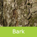 Castanea Sativa Sweet Chestnut bark