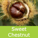Sweet Chestnut Tree, Castanea Sativa EDIBLE NUTS + POLLUTION TOLERANT + FAST GROWING + DROUGHT TOLERANT **FREE UK MAINLAND DELIVERY + FREE 100% TREE WARRANTY**