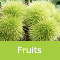 Castanea Sativa Sweet Chestnut fruits