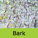 Golden Indian Bean Tree Bark