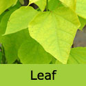 Golden Indian Bean Tree Leaf