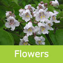 Mature Catalpa Bignonioides Indian Bean tree flowers