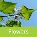 Mature Catalpa Bignonioides Indian Bean tree flowers and leaves.