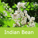 Mature Catalpa Bignonioides Indian Bean Tree