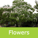 Mature Catalpa Bignonioides Indian Bean tree flowers