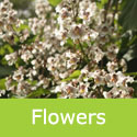Mature Catalpa Bignonioides Indian Bean tree flowers