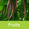 Mature Catalpa Bignonioides Indian Bean tree fruits