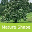 Mature Catalpa Bignonioides Indian Bean tree shape.