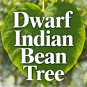 Catalpa Bungei Nana Dwarf Indian Bean tree