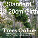 Catalpa Bungei Nana Dwarf Indian Bean tree 18-20cm Standard