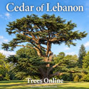 Cedar of Lebanon trees – Cedrus libani 10 - 20 cm Saplings