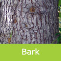 Cedrus Deodara Cedar Tree bark