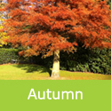 Dawn Redwood Tree Metasequoia Glyptostroboides In The Autumn