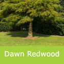 Mature Dawn Redwood Tree Metasequoia Glyptostroboides **FREE UK MAINLAND DELIVERY + FREE 100% TREE WARRANTY**
