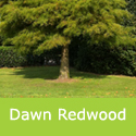 <font color="red">DELIVERED SEPTEMBER 2024</font> Dawn Redwood Tree, Metasequoia Glyptostroboides 20-60cm LARGE **FREE UK MAINLAND DELIVERY + FREE 100% TREE WARRANTY**