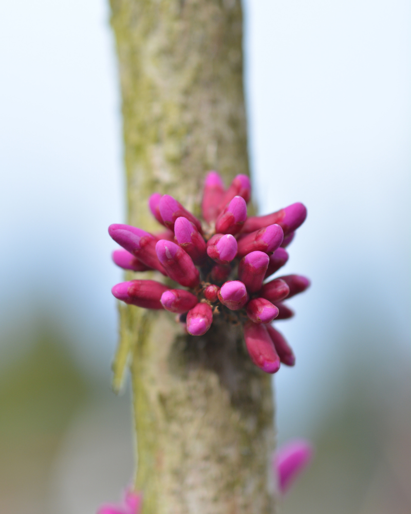 Mature Chinese Redbud Avondale Cercis Avondale. AWARD + EARLY PINK FLOWERS + SMALL*** FREE DELIVERY + TREE WARRANTY***