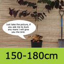 Cercis Canadensis Forest Pansy 150-180cm option