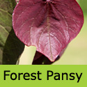Eastern or American Redbud Tree (Cercis Canadensis Forest Pansy) VERY ORNATE FOLIAGE + AWARD + LOW MAINTENANCE **FREE UK MAINLAND DELIVERY + FREE LIMITED TREE WARRANTY**