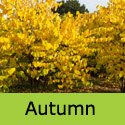 Cercis Siliquastrum Autumnal leaves