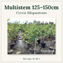 Cercis Siliquastrum multistem 125-150cm