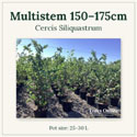 Cercis Siliquastrum multistem 150-175 cm