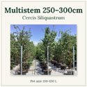 Cercis Siliquastrum multistem  250-300cm