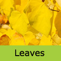 Cercis Siliquastrum Autumnal leaves