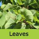 Cercis Siliquastrum Spring leaves