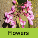 Cercis Siliquastrum flower on trunk