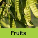 Cercis Siliquastrum fruits