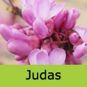 Mature Judas Tree Cercis Siliquastrum **FREE UK MAINLAND DELIVERY + FREE 100% TREE WARRANTY**