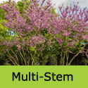 Cercis Siliquastrum multi stem