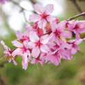 DELIVERED SEPTEMBER 2022 Collingwood Ingram Japanese Flowering Cherry Tree Prunus Collingwood Ingram **FREE UK MAINLAND DELIVERY + FREE 100% TREE WARRANTY**