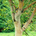 Chinese Red Barked Birch, Betula alb Kansu ***FREE UK MAINLAND DELIVERY + FREE 100% TREE WARRANTY***