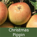 Christmas Pippin (C3) Apple Tree, EXTREMELY POPULAR + EASY TO GROW + LARGE CROPS, **FREE UK MAINLAND DELIVERY + FREE 100% TREE WARRANTY**