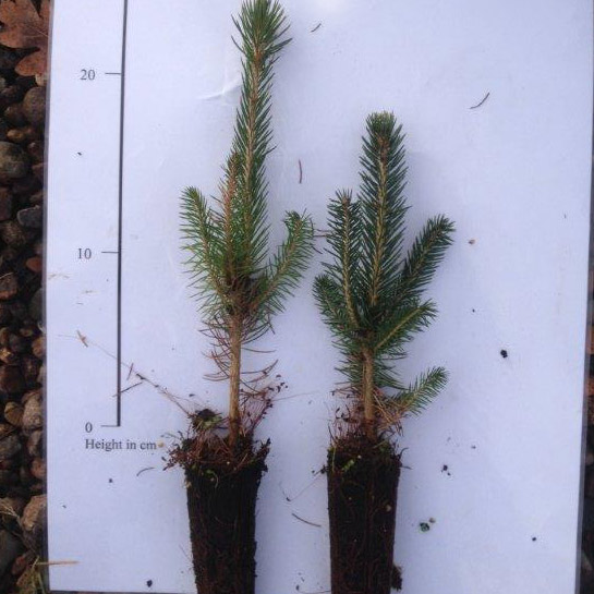 Colorado Blue Spruce Tree (Picea pungens glauca) 10-20cm Trees**FREE UK MAINLAND DELIVERY + FREE 100% TREE WARRANTY**