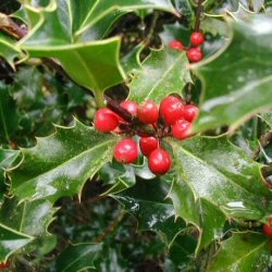 Common Holly Tree (Ilex aquifolium) Supplied height 1.0 metres in a 7 litre container **FREE UK MAINLAND DELIVERY + FREE 100% TREE WARRANTY**