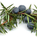 DELIVERED SEPTEMBER 2022 Common Juniper (Juniperus communis), 10 - 30cm Trees, EVERGREEN + USED FOR GIN + SLOW GROWING+ DROUGHT RESISTANT **FREE UK MAINLAND DELIVERY + FREE 100% TREE WARRANTY**
