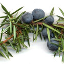 DELIVERED SEPTEMBER 2024 Common Juniper (Juniperus communis), 10 - 30cm Trees, EVERGREEN + USED FOR GIN + SLOW GROWING+ DROUGHT RESISTANT **FREE UK MAINLAND DELIVERY + FREE 100% TREE WARRANTY**