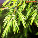 DELIVERED SEPTEMBER 2024 Common Juniper (Juniperus communis), 10 - 30cm Trees, EVERGREEN + USED FOR GIN + SLOW GROWING+ DROUGHT RESISTANT **FREE UK MAINLAND DELIVERY + FREE 100% TREE WARRANTY**