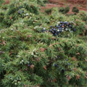 DELIVERED SEPTEMBER 2022 Common Juniper (Juniperus communis), 10 - 30cm Trees, EVERGREEN + USED FOR GIN + SLOW GROWING+ DROUGHT RESISTANT **FREE UK MAINLAND DELIVERY + FREE 100% TREE WARRANTY**