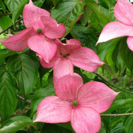 Buy Rosy Teacups Dogwood tree online FREE UK DELIVERY + FREE 3 YEAR TREE WARRANTY