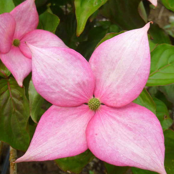 Buy Rosy Teacups Dogwood tree online FREE UK DELIVERY + FREE 3 YEAR