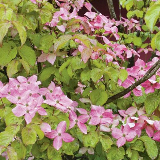 Buy Rosy Teacups Dogwood tree online FREE UK DELIVERY + FREE 3 YEAR