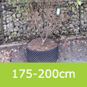 Cornus Norman Haddon 175-200cm tall