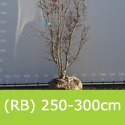 Cornus Norman Haddon Root Ball November to March only.