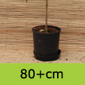 Cornus Kousa Chinensis 80+cm