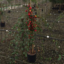 Weeping Cotoneaster Tree Cotoneaster Hybridus Pendulus SMALL + HARDY + EVERGREEN + PLANT ANYWHERE + DROUGHT TOLERANT + COAST **FREE UK MAINLAND DELIVERY + FREE 100% TREE WARRANTY**