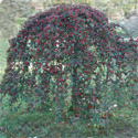 Weeping Cotoneaster Tree Cotoneaster Hybridus Pendulus SMALL + HARDY + EVERGREEN + PLANT ANYWHERE + DROUGHT TOLERANT + COAST **FREE UK MAINLAND DELIVERY + FREE 100% TREE WARRANTY**